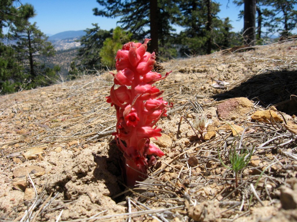 Pine Mt. Hike - May 31